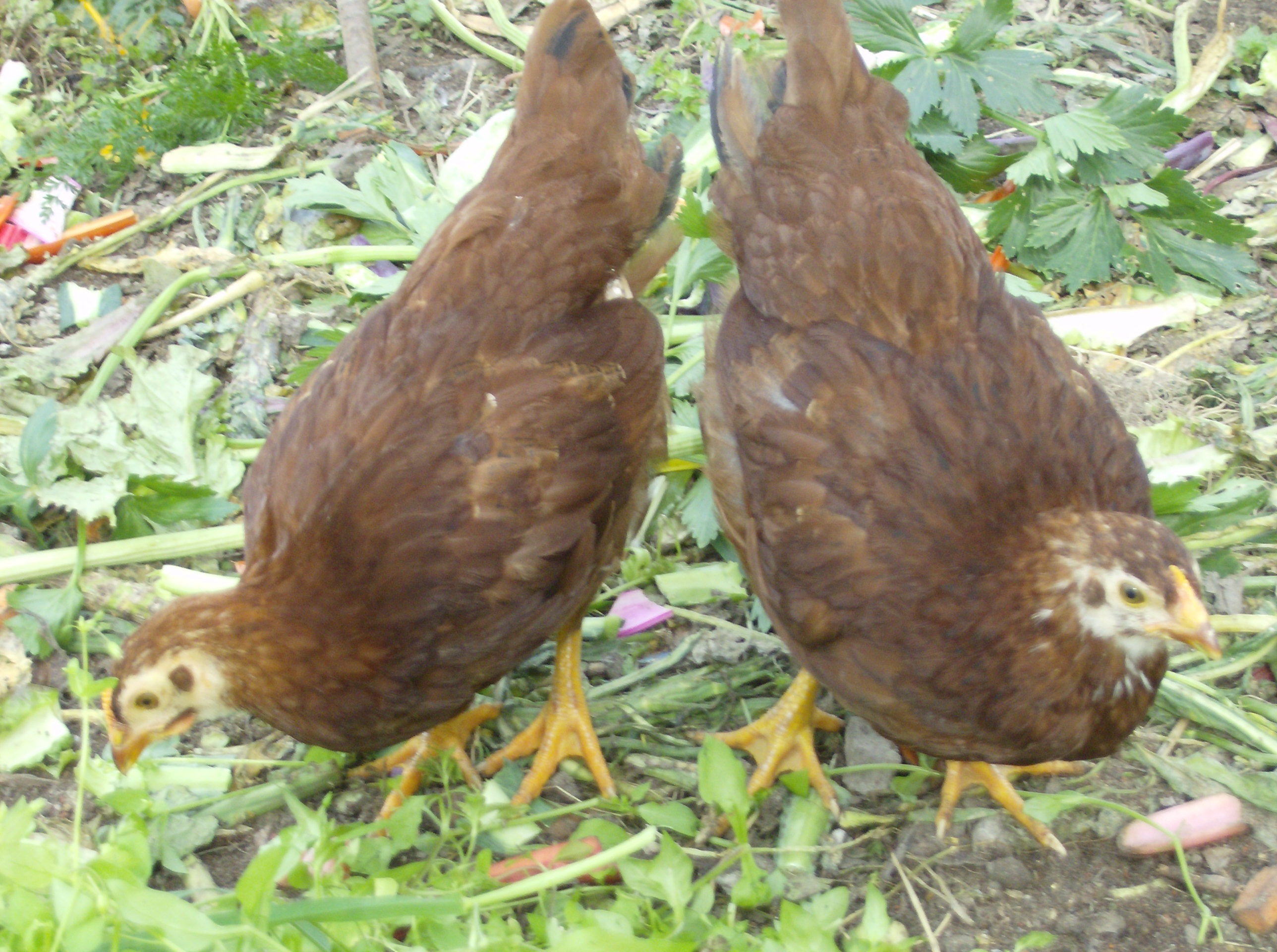 These urban chickens live at one of our farm sites in West Oakland. The soil they call home was tested before the coop was installed to be sure that we’re growing food safely. West Oakland residents can purchase our eggs – and other produce – at our sliding scale farm stand. 