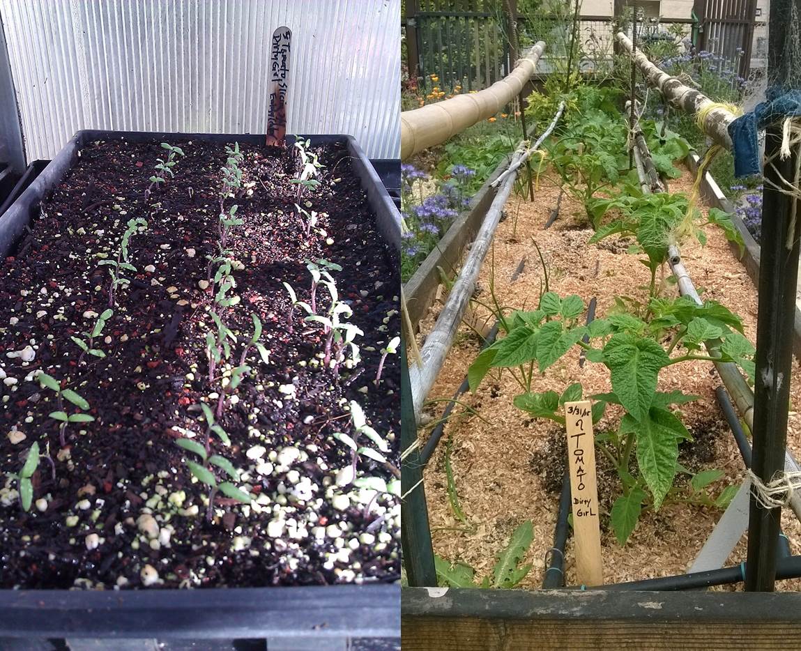 Dirty Girl tomatoes seeded at Ralph Bunche Nursery and planted at Union Plaza Park Dirty Girl tomatoes seeded at Ralph Bunche Nursery and planted at Union Plaza Park