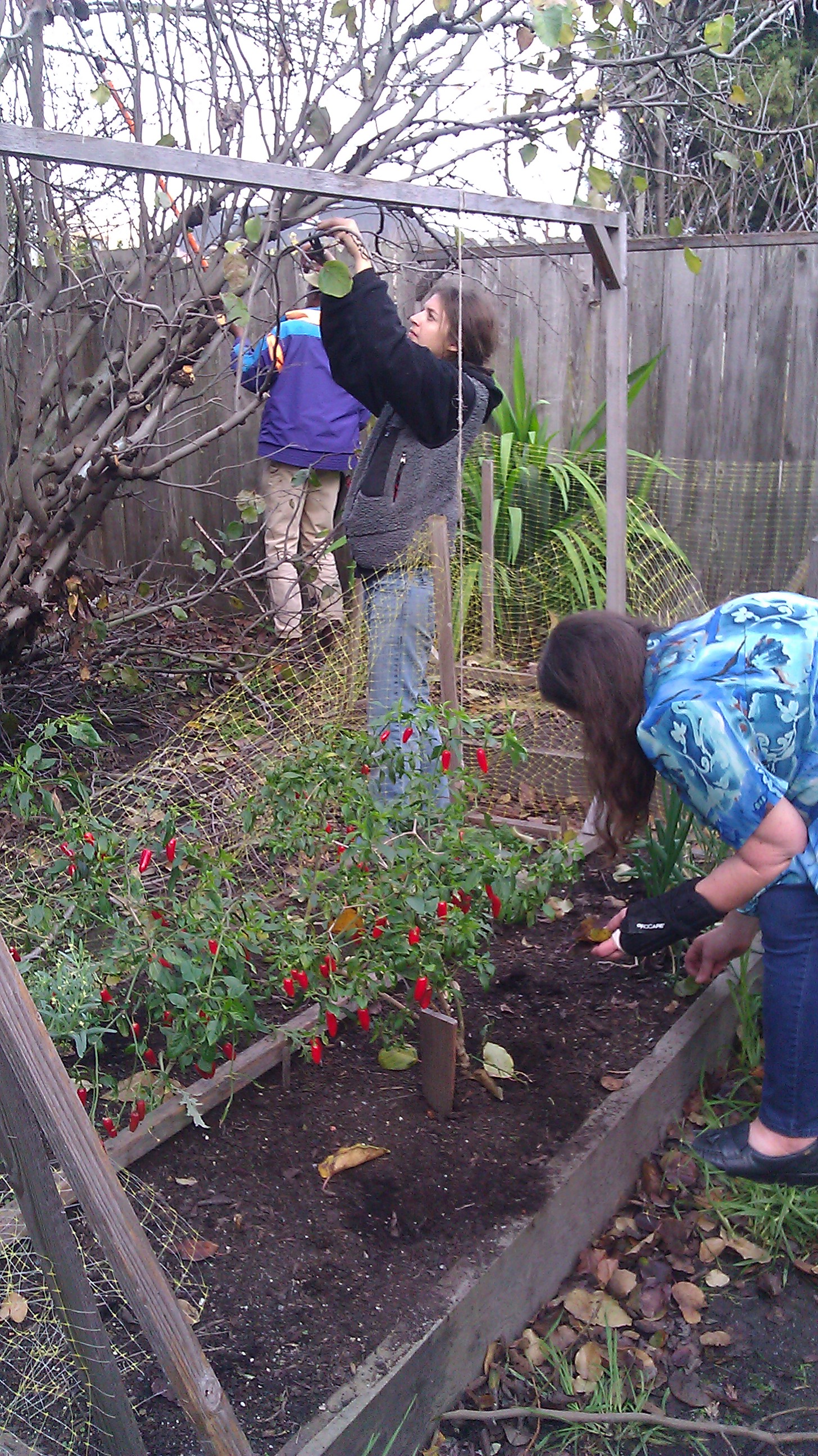 Farm Assistant Joesph Davis, Mentor Maggie Philipsborn, and Backyard Gardener Janice Sellers prune Janice's quince and plum trees Farm Assistant Joesph Davis, Mentor Maggie Philipsborn, and Backyard Gardener Janice Sellers prune Janice's quince and plum trees