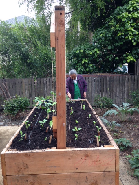 A senior at Satellite Central plants seedlings