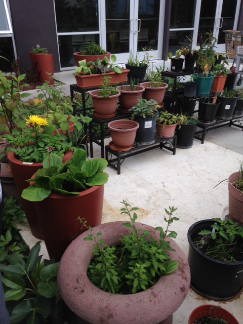 Container gardening at Satellite Central