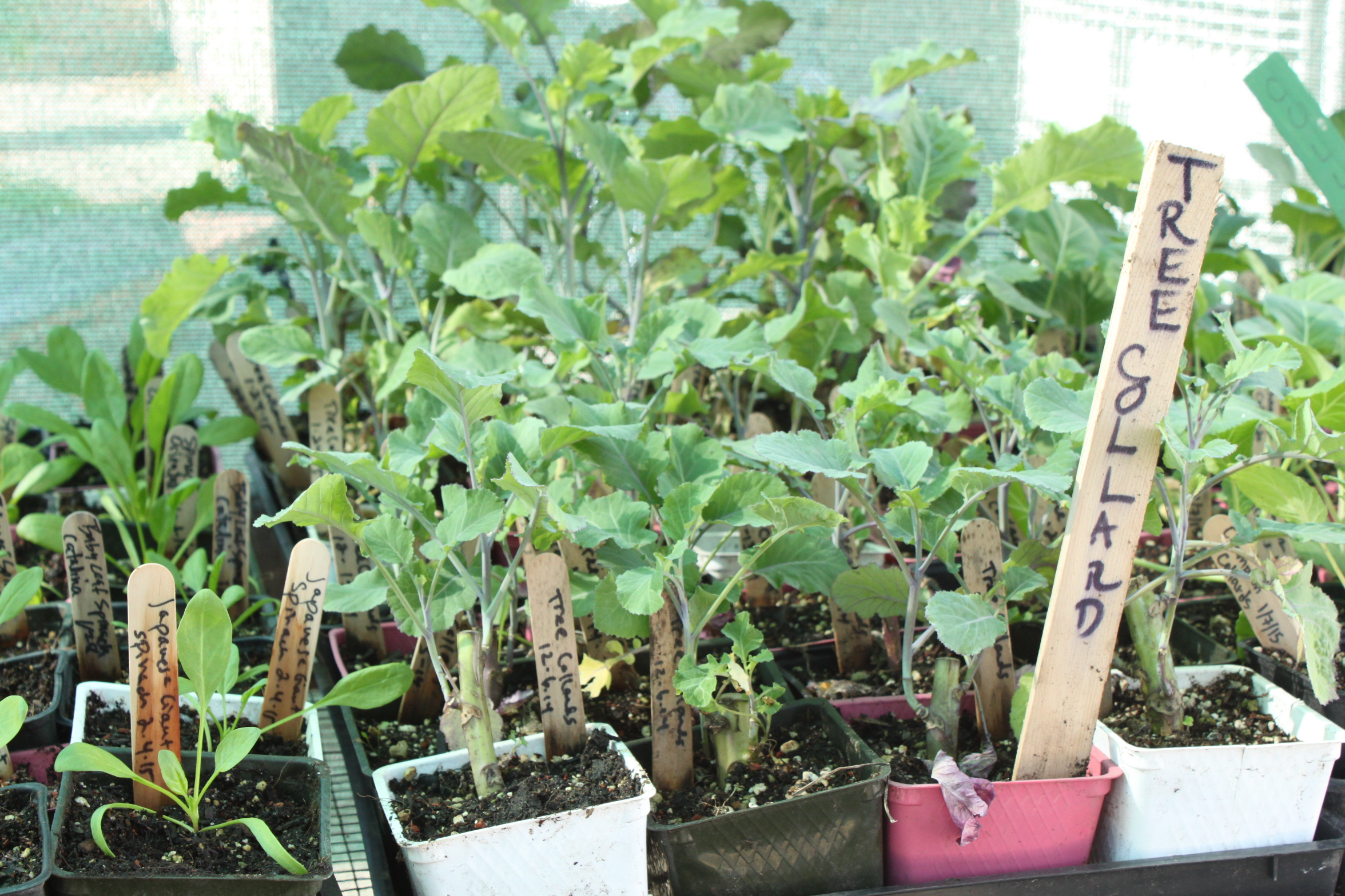 Seedlings, Photo by Rodney Spencer Seedlings, Photo by Rodney Spencer