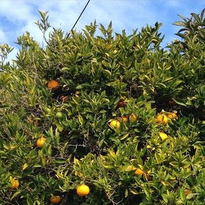 Orange tree