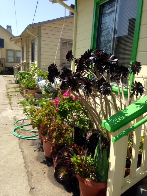 Edith's container garden